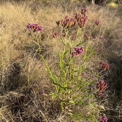 Verbena incompta (Purpletop) at Chakola, NSW - 5 May 2025 by JaneR