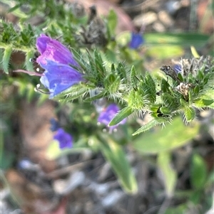 Echium plantagineum at Chakola, NSW - 5 May 2025 by JaneR