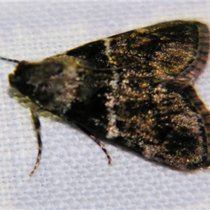 Unverified Pyralid or Snout Moth (Pyralidae & Crambidae) by PJH123