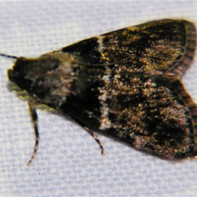 Unverified Pyralid or Snout Moth (Pyralidae & Crambidae) by PJH123