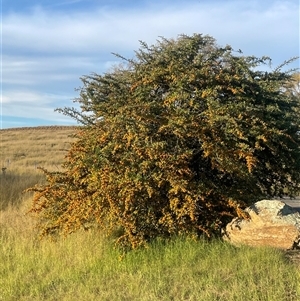 Pyracantha angustifolia at Chakola, NSW - 5 May 2025 by JaneR