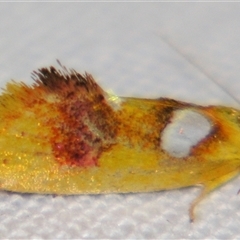 Aristeis (genus) by PJH123