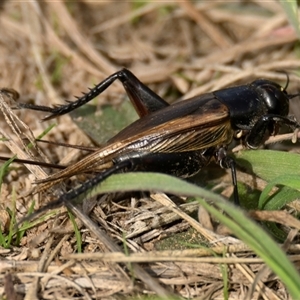 Unverified Insect at Yarralumla, ACT - Today by Thurstan