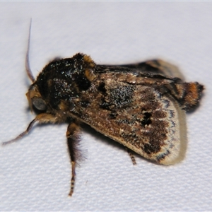 Unverified Other moth at Good Night, QLD - 27 Oct 2009 by PJH123