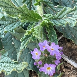 Heliotropium amplexicaule at Chakola, NSW - 5 May 2025 by JaneR
