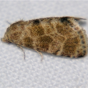 Unverified Noctuoid moth (except Arctiinae) by PJH123