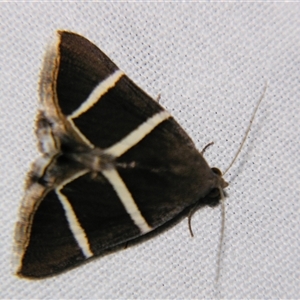 Unverified Noctuoid moth (except Arctiinae) by PJH123