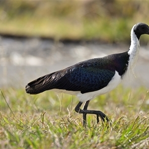Threskiornis spinicollis at Yarralumla, ACT - Today by Thurstan