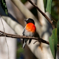 Petroica boodang (Scarlet Robin) at Bargo, NSW - Yesterday by Snows
