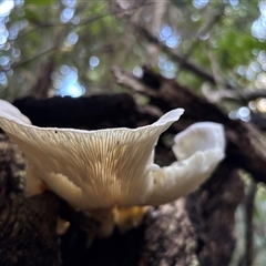 Unverified Fungus at Lorne, NSW - 7 May 2025 by Butlinz