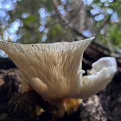 Unverified at suppressed - suppressed