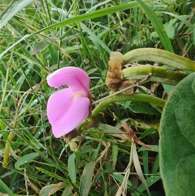 Canavalia rosea at Coffs Harbour, NSW - 11 Apr 2025 by LyndalT
