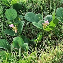 Canavalia rosea at Coffs Harbour, NSW - 11 Apr 2025 09:24 AM