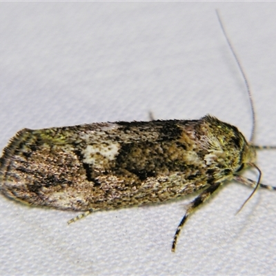 Unverified Curved-horn moth (all Gelechioidea except Oecophoridae) by PJH123