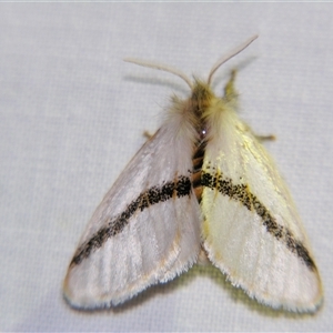 Unverified Noctuoid moth (except Arctiinae) by PJH123