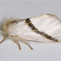 Mesodrepta harpotoma at Good Night, QLD - suppressed