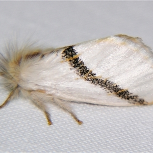 Mesodrepta harpotoma at Good Night, QLD - suppressed
