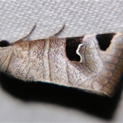 Unverified Noctuoid moth (except Arctiinae) by PJH123