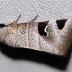 Unverified Noctuoid moth (except Arctiinae) by PJH123