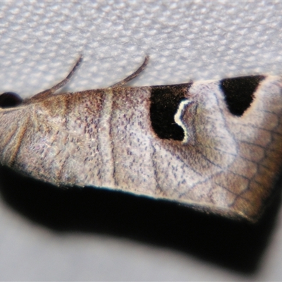 Unverified Noctuoid moth (except Arctiinae) by PJH123