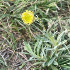 Coronidium gunnianum at Jindabyne, NSW - 5 May 2025 by JaneR