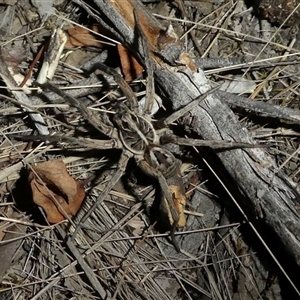 Tasmanicosa sp. (genus) (Tasmanicosa wolf spider) at Ballyroe, NSW - 11 Nov 2018 by TwoRivers