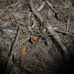 Tasmanicosa sp. (genus) at Ballyroe, NSW - suppressed