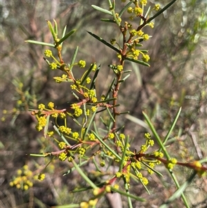 Acacia boormanii at Aranda, ACT - 2 May 2025 by LeahColebrook