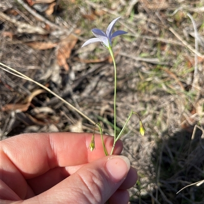 Wahlenbergia capillaris (Tufted Bluebell) at Belconnen, ACT - 2 May 2025 by LeahColebrook