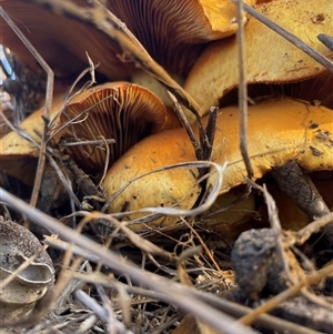 Gymnopilus junonius at Whitlam, ACT - 6 May 2025 by LeahColebrook