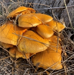 Gymnopilus junonius at Whitlam, ACT - 6 May 2025 09:01 AM