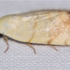 Unverified Noctuoid moth (except Arctiinae) by PJH123