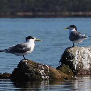 Thalasseus bergii (Crested Tern) at Wallaga Lake, NSW - 18 Apr 2025 by RAllen