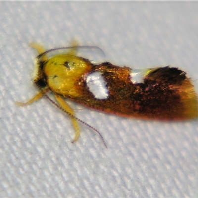 Unverified Concealer moth (Oecophoridae) by PJH123