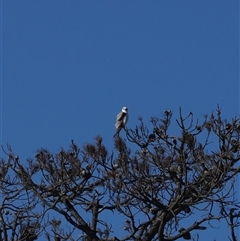 Elanus axillaris (Black-shouldered Kite) at Wallaga Lake, NSW - 18 Apr 2025 by RAllen