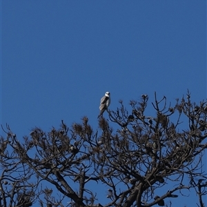 Elanus axillaris (Black-shouldered Kite) at Wallaga Lake, NSW - 18 Apr 2025 by RAllen