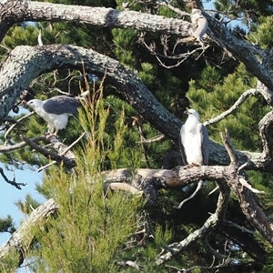 Haliaeetus leucogaster (White-bellied Sea-Eagle) at Wallaga Lake, NSW - 18 Apr 2025 by RAllen