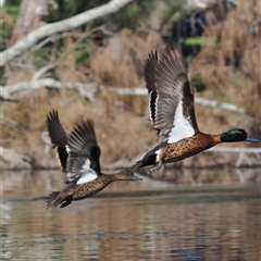 Anas castanea (Chestnut Teal) at Wallaga Lake, NSW - 18 Apr 2025 by RAllen
