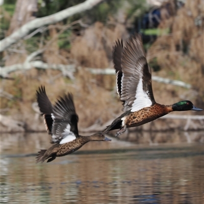 Anas castanea (Chestnut Teal) at Wallaga Lake, NSW - 18 Apr 2025 by RAllen
