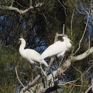 Platalea regia (Royal Spoonbill) at Wallaga Lake, NSW - 18 Apr 2025 by RAllen