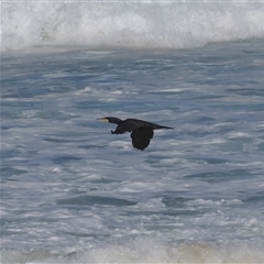 Phalacrocorax carbo (Great Cormorant) at Wallaga Lake, NSW - 18 Apr 2025 by RAllen