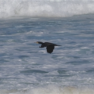 Phalacrocorax carbo (Great Cormorant) at Wallaga Lake, NSW - 18 Apr 2025 by RAllen
