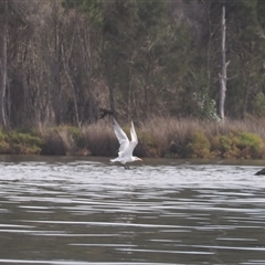 Hydroprogne caspia (Caspian Tern) at Wallaga Lake, NSW - 19 Apr 2025 by RAllen