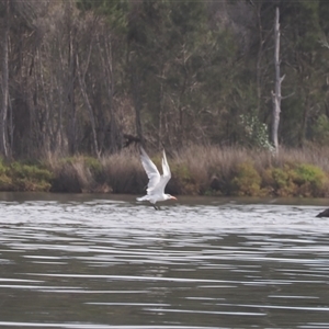 Hydroprogne caspia (Caspian Tern) at Wallaga Lake, NSW - 19 Apr 2025 by RAllen