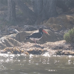 Haematopus longirostris (Australian Pied Oystercatcher) at Wallaga Lake, NSW - 20 Apr 2025 by RAllen