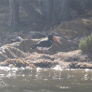 Haematopus longirostris (Australian Pied Oystercatcher) at Wallaga Lake, NSW - 20 Apr 2025 by RAllen