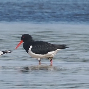 Haematopus longirostris at Wallaga Lake, NSW - suppressed