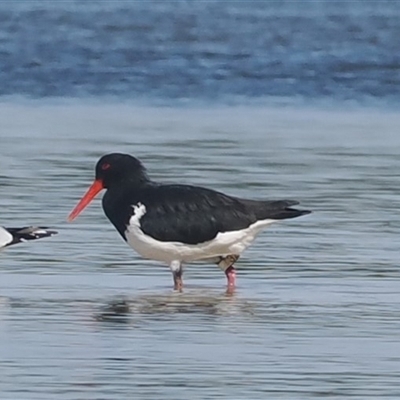 Haematopus longirostris (Australian Pied Oystercatcher) at Wallaga Lake, NSW - 20 Apr 2025 by RAllen