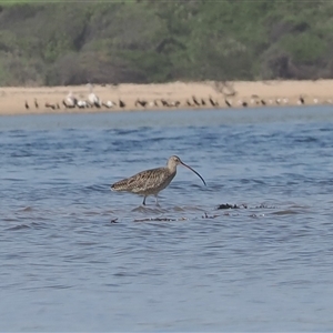 Numenius madagascariensis (Eastern Curlew) at Wallaga Lake, NSW - 20 Apr 2025 by RAllen