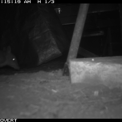 Perameles nasuta (Long-nosed Bandicoot) at Oakdale, NSW - 7 Mar 2025 by bufferzone